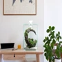 Аквариум Aquael Smart 2.0 Day and Night для креветки белый 10 л (5905546326209): Производитель Aquael