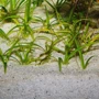 Грунт для аквариума JBL Sansibar River песок речной 0.4-1.4мм 5кг (41,569) фото 1