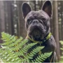 Нашийник для собак Max & Molly Urban Pets Smart ID Collar - Kiwi/XS 22-35 см (4894512023673): Тип Обычные