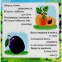 Фрукти. Книжка з пазлами: Количество страниц 12