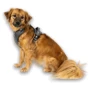Шлея Max & Molly Smart ID Sport Harness Matrix 2.0 Stone/S 44-55 см серая (4255636809558) фото 5