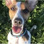 Нашийник для собак Max & Molly Urban Pets Smart ID Collar - Little Monsters/XS 22-35 см (4894512021068): Виробник Max & Molly Urban Pets