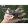 Сборная 3D модель Eugy Зоопарк: Жук-олень (XEG-114)