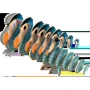 Сборная 3D модель Eugy Зоопарк: Додо (XEG-100)
