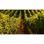Вино Chizay Traminer біле десертне 0.75 (CHZ4820001632736): Вміст цукру, г/л 140