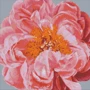 Алмазная мозаика Идейка Pink kiss AMO7079 40х50 см