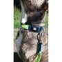 Ошейник Max & Molly Urban Pets Smart ID Collar - Matrix Lime Green/S зеленый (4894512017320): Цвет зеленый