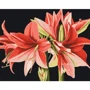 Картина по номерам Brushme Амарилис © Anastasiia Osmolovska 40х50 см (BS53725)
