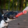 Игрушка для собак Dexas Tumbler Offleash Гантель с карабином 21х6х6 см оранжевая (PWT012-2027) фото 3