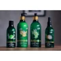 Bio World Botanica Шампунь Черный тмин Бесцветная хна 490 ml: Пол Унисекс