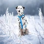 Шлея для собак WAUDOG Waterproof водостойкая анатомическая Н-образная c QR-паспортом XL, Ш 40 мм, А 60-98 см, В 69-110 см (32452) фото 3