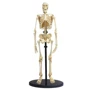 Модель скелета человека Edu-Toys сборная, 24 см (SK057)