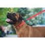 Поводок WAUDOG Waterproof, светящийся 25 мм 183 см красный (27223) фото 7