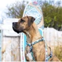 Шлейка для собак Max & Molly Urban Pets H-Harness - Aloha/L 2 см 70-98 см голубая (4894512050761) фото 5