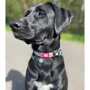 Нашийник Max & Molly Smart ID Collar - Donuts/XS для собак (4894512016194): Призначення Для небольших пород