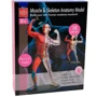 Модель м'язів та скелета людини Edu-Toys збірна, 19 см (SK056): Виробник EDU-Toys
