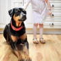 Ошейник двойной Coastal Macho Dog для собак нейлон красный 4.5x65 см: Цвет красный