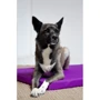 Матрас Lucky Pet Харлей №1 для собак фиолетовый 40х50х5 см (213064): Размеры 40х50х5 см