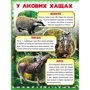 Моя перша книжка. Про диких тварин: Кількість сторінок 16