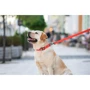 Поводок WAUDOG Waterproof, светящийся 25 мм 183 см красный (27223) фото 8