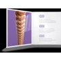 Струна для гитар Набор струн D'addario XSAPB1152 XS Phosphor Bronze Custom Light (11-52): В комплекте Набор из 6 струн