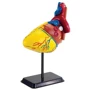 Модель сердца челокека Edu-Toys сборная, 14 см (SK009)
