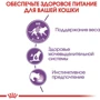 Влажный корм Royal Canin Sterilised в желе для кастрированных котов и стерилизованных кошек 85 г (4156001): Вес упаковки 85 г
