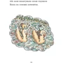 Метью Корделл: Коржик і Маківка біля парку розваг: Кількість сторінок 80