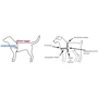Шлея-антирывок Premier Easy Walk для собак красная M 0.103 кг: Производитель Premier