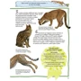 Стів Паркер: 100 Фактів про котів и кошенят: ISBN 978-617-7535-80-4