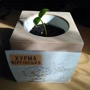 Набор для выращивания ЭкоКуб "Хурма" фото 2