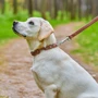 Ошейник WAUDOG Soft с шипами, коричневый верх 20 мм 30-39 см с QR ПАСПОРТОМ коричневый (7193): Производитель WAUDOG