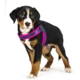 Шлейка для собак зі світловідбивними швами Max & Molly Q-Fit Harness - Matrix Pink L (4894512017078) фото 2
