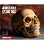 Объемная анатомическая модель 4D Master Череп человека (FM-626111) фото 10