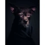 Vincent Lagrange: The Dogs. Human Animals: Обложка Твердая