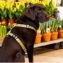 Шлейка для собак Max & Molly Urban Pets H-Harness - Monkey Maniac/L 2 см 70-98 см жовта (4894512050419) фото 3