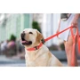 Поводок WAUDOG Waterproof, светящийся 25 мм 183 см красный (27223) фото 5