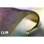 Объектив для фотоаппарата Lensbaby Composer Pro with Sweet 35 for Pentax K: Диаметр резьбы для светофильтра 37 мм