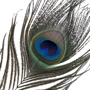 Набор перышек для ласк LOCKINK Sevanda Natural Peacock Flirting Feather Tickler