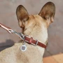 Ошейник WAUDOG Soft, коричневый верх 20 мм 30-39 см с QR ПАСПОРТОМ коричневый (7191): Рассрочка Кредит, 4 месяца, 6 месяцев, 8 месяцев, 15 месяцев, 25 месяцев, 20 месяцев, 36 месяцев