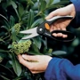 Ножницы Fiskars универсальные с петлёй для пальцев SP45 (1001533): Тип ножницы