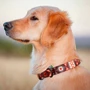 Ошейник HiDog Вышиванка размер L ширина 2.5см обхват шеи 35-45см (104\1034): Производитель HiDog
