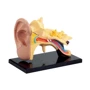 Модель анатомия уха Edu-Toys сборная, 7,7 см (SK012)