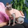 Свитер для кошки Pet Fashion CAT персик XS (4823082429660): Цвет розовый