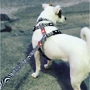 Поводок многофункциональный Max & Molly Urban Pets Multi-Function Leash - Zebra/M (4897039632168): Тип Поводок