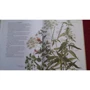 Стефан Каста: Книга злаков и трав: ISBN 978-5-00114-023-8