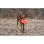Іграшка-тарілка Dexas Off-Leash Frisbee Flyer з карабіном для собак 22х6х22 см (PWT010-2027) фото 2