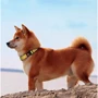 Нашийник HiDog Flowers yellow L 25 мм 35-45 см жовтий (104\1019): Колір желтый