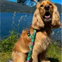 Поводок для собак Max&Molly Short Leash - Tropical L (4894512025073): Ширина 28 мм