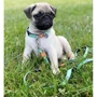 Повідець для собак Max & Molly Multi-Function Leash - Ducklings S (4894512020382): Довжина 2 м